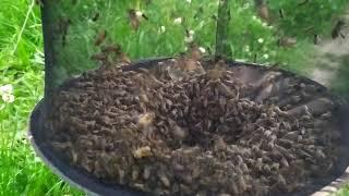 Catch Natural Apis Cerana bees Swarm with bee cap️