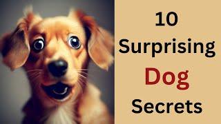 10 Lesser-Known Facts about Dogs  10 Dogs Facts  Information about canine