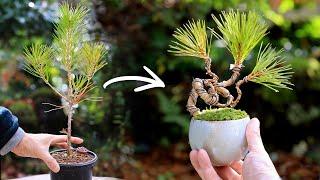 黒松の畳み込み湯呑みミニ盆栽～間延びした黒松をコンパクトに～【Bonsai diary 盆栽日記 1223】初心者の簡単園芸、盆栽の作り方 ラフィア 黒松 black pine EOS R5