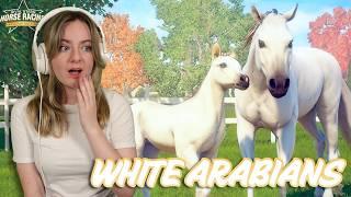 PURE WHITE ARABIAN HORSE BREEDING - Rival Stars Horse Racing  Pinehaven