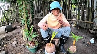 How to make a coconut BONSAI with Elongated roots  Ganito mag Paugat sa Tubig