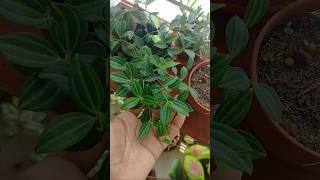 My healthy and beautiful Beetle peperomia