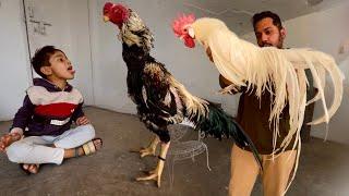 The World Biggest King Shamo Murgi Onagadori And All Fancy ChickenBreding  Farm Hsn Entertainment