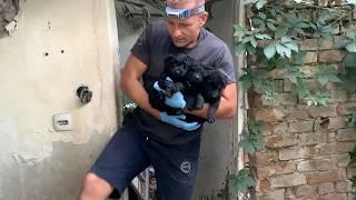 Rescued Puppies From Abandoned House