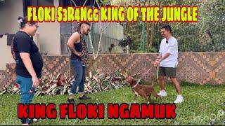 FLOKI NGAMUK SER4NGG KING OF THE JUNGLE ‼️