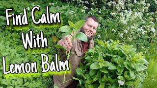 Find Calm With Lemon Balm  The Health Benefits Anxiety Tea & History Of This Medicinal Plant