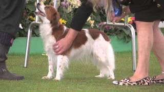 Bath Championship Dog Show 2014 - Utility group