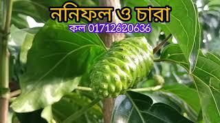 ননী ফল শরীরের রোগ-প্রতিরোধ ক্ষ.ম.তা বৃদ্ধি.র এক মহৌ.ষ.ধ