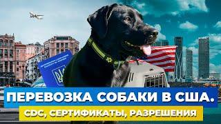 Как перевезти собаку в США 2023  Пошаговая инструкция  Перевозка животных из Украины и ЕС в США