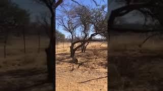 Yerden 6 metre yükselerek ağacın tepesindeki kuşu avlayan leoparın çevikliği