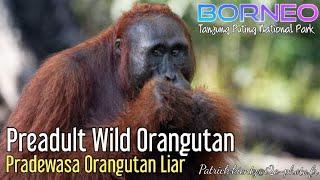 Wild Orangutan PreadultOrangutan Liar  Pradewasa @orangutanhouseboattour6258