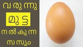 സ​സ്യ​ഭു​ക്കു​ക​ള്‍ ഇനി സ​സ്യ​മു​ട്ട കഴിക്കാംHealth Tips Malayalam