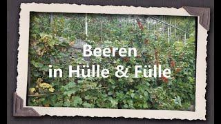 Beeren in Hülle und Fülle