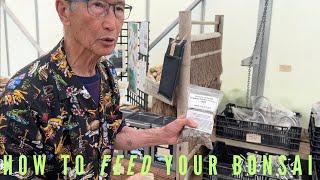 How To Feed Your Bonsai