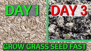 How to GROW grass seed FAST  CHEAT Nature and grow grass in 2 days