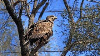 The king of skies in Tibet Autonomous Region