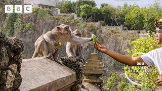 Thieving monkeys steal from tourists and barter for treats   Planet Earth III - BBC