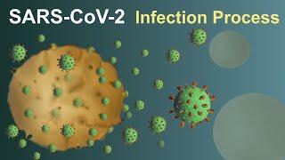 SARS-CoV-2 Covid-19 Infection Process