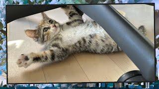 Foster Kitten Livestream S9 E26 - June 17 2024