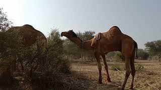 desert animals Camel male raining 
