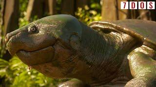 Giant Prehistoric Freshwater Turtles Coexisted With Early Humans  7 Days of Science