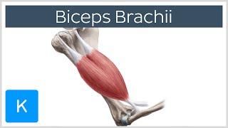 Biceps Brachii Muscle - Origins & Actions - Human Anatomy  Kenhub