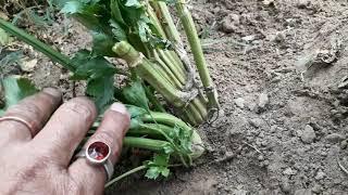 HOW TO REGROW CELERY