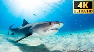 Our Planet  Animals Of Ocean 4K Shark 4K ULTRA HD - Scenic Relaxation Film With Calming Music