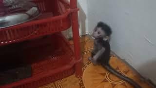 monkey child abandoned by his mother