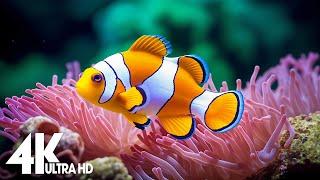 Aquarium 4K VIDEO ULTRA HD  Beautiful Coral Reef Fish - Relaxing Sleep Meditation Music