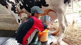 #1. Peternakan sapi perah  Aktivitas harian di peternakan sapi perah  Sowi Farmer