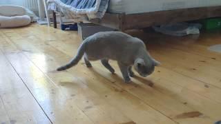 Unbelievable Drunk Cat  Funny Cats  Drunk British Shorthair