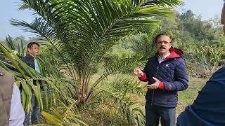 How to Cultivate Oil Palm  Maintenance & Treatment of Disease  By Dr. MV Prasad Scientist.