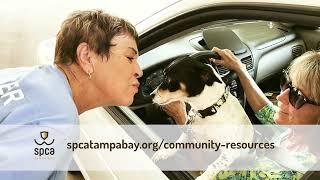 Making a PAWSITIVE impact with food banks for pets in Tampa Bay