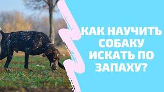 Как научить собаку искать предметы по запаху? Лучший способ научить собаку искать вещи. Команда Ищи