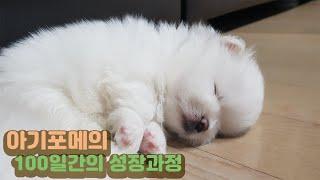 SUB 강아지의 100일간의 성장과정