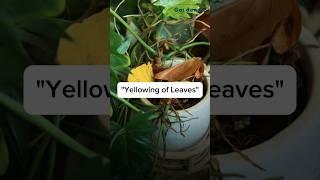 How to take care of yellowing of leaves? #gardenup #plants