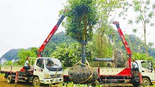 Smart Girl Control cranes to move bonsai trees - The daily work of Trần Diệu Linh