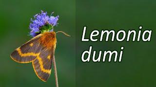 Lemonia dumi - Oviposition