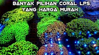 REVIEW HARGA CORAL TERBARU. HARGA TERJANGKAU. DI AI GHIFARI COLAR. DI JAKARTA TIMUR. REEF TENK