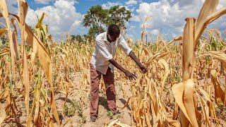 El Niño Crisis in Southern Africa Solutions & Action