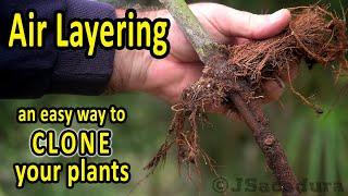 Air layering fruit trees  CLONE your FRUIT TREES and other plants the easy way