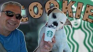 DOG GOES TO STARBUCKS