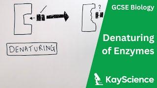 Denaturing of Enzymes - GCSE Biology  kayscience.com