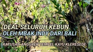 Deal Seluruh Kebun Terbeli Mbak Indy dari Bali Berisi Ratusan Anggrek Kayu Kleresede