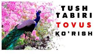 Tushda Tovus Korish Tabiri