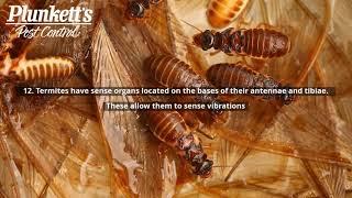 20 Unbelievable Facts About Termites  Plunketts Pest Control