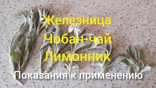 Лимонник Крымский Чобан-чай Железница- названия одного и того же полезного чая