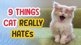 9 Things Cats Really HATE 