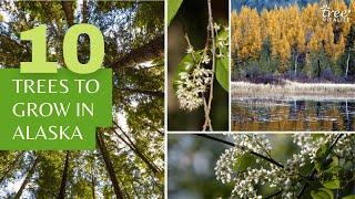 10 Trees That Grow Well In Alaska